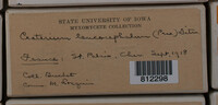 Craterium leucocephalum var. leucocephalum image